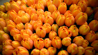Orange Tulip 989