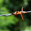 Barbed Wire 597