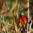 Butterfly 416
