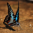 Butterfly 426