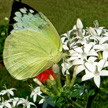 Butterfly 447