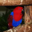 Eclectus Parrot 60