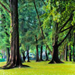 Greeny Trees 594