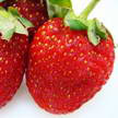 Strawberry 320