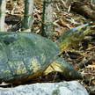 Turtle 83