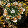 Cactus Flower 899