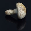 Mushroom 708