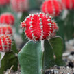 Red cactus 821