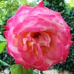 Rose 883