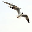 Seagull 873