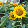 Sunflower 875