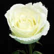 White Rose 946
