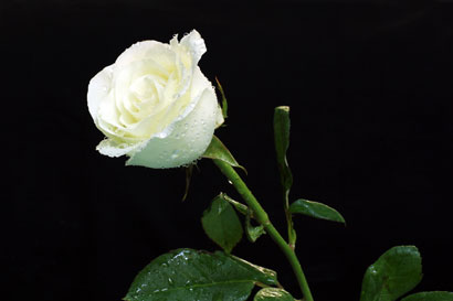 White Rose 947