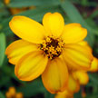 Yellow Gerbera Flower 822
