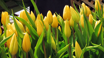 Yellow Tulip 990