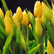 Yellow Tulip 990