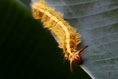 Hairy Orange Caterpillar 1022