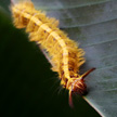 Hairy Orange Caterpillar 1022