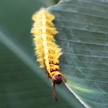 Hairy Caterpillar 1023